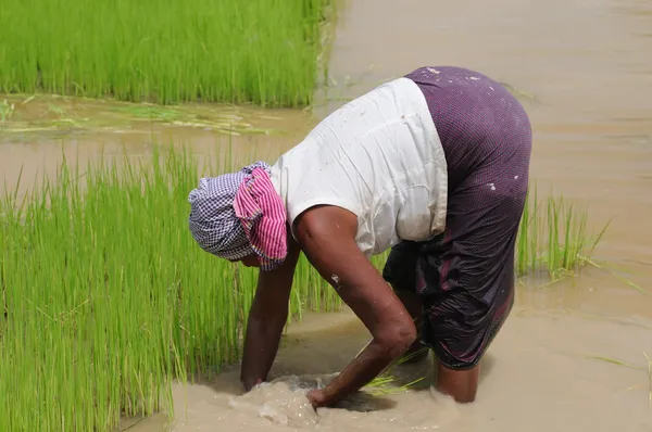 Una mujer que trabaja en una plantación de arroz — Foto de Stock