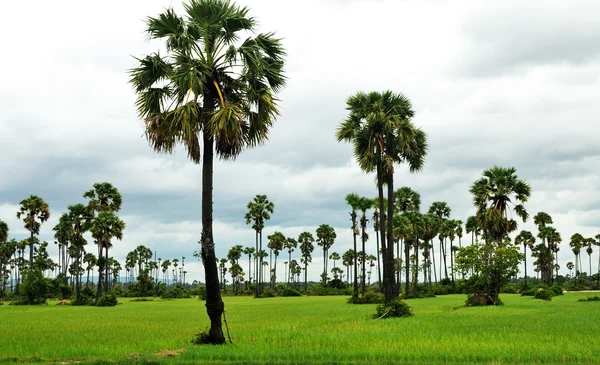 Reisfeld und Palmen — Stockfoto