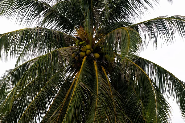 Palmenkokosnüsse — Stockfoto