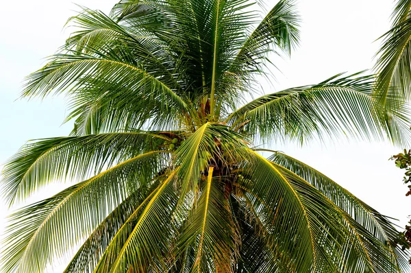 Вид на пальму — стоковое фото