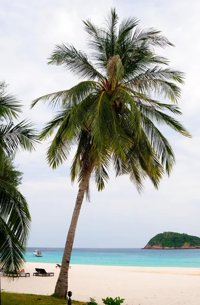 Palmier sur la plage — Photo