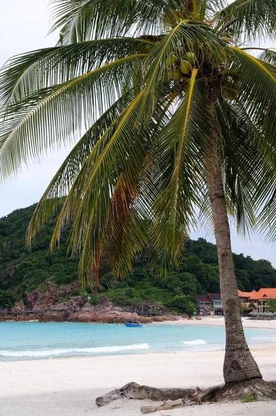 Palm på redang beach — Stockfoto