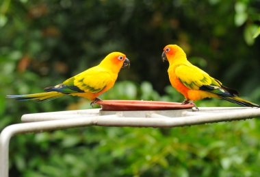 A colourful parrots clipart