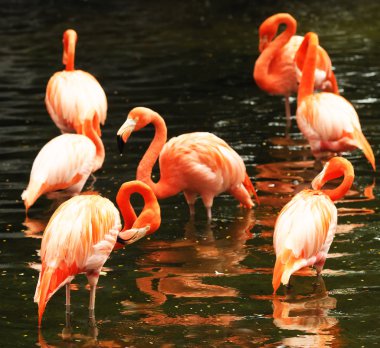 The flock of pink flamingo clipart