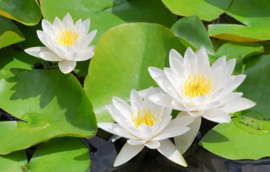 White water lily clipart