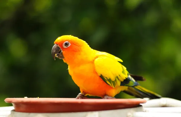 Ein bunter hungriger Papagei — Stockfoto