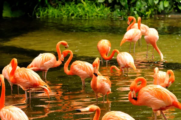 stock image Pink flamingo