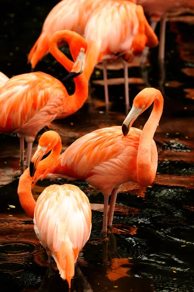 Pembe flamingo sürüsü — Stok fotoğraf