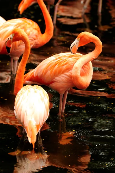 Roze flamingo — Stockfoto