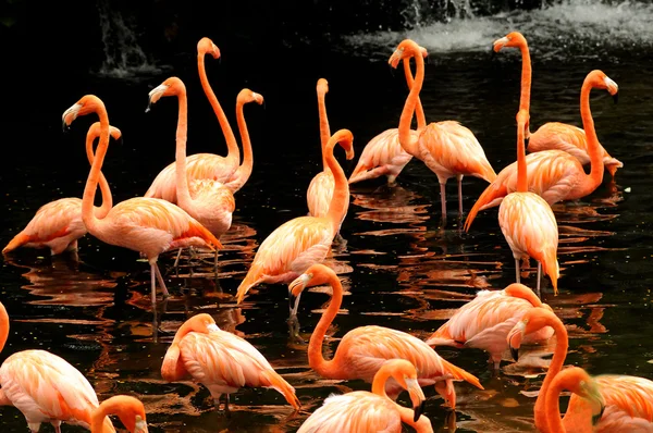 成群的粉红色的火烈鸟 — 图库照片