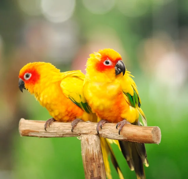 Pestrobarevnými papoušky — Stock fotografie