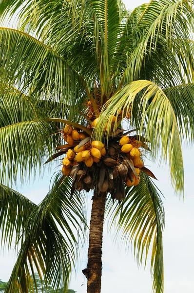 Palmenkokosnüsse — Stockfoto