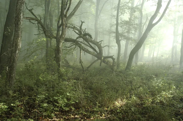 Orman siste — Stok fotoğraf