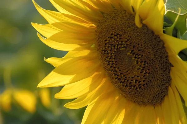 stock image Sunflower