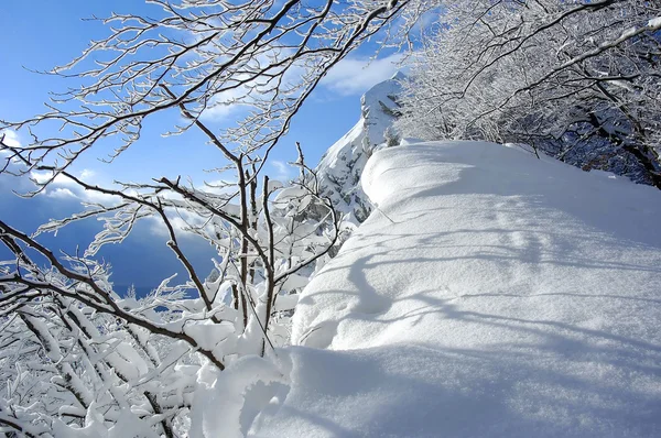 Ramas cubiertas de nieve —  Fotos de Stock