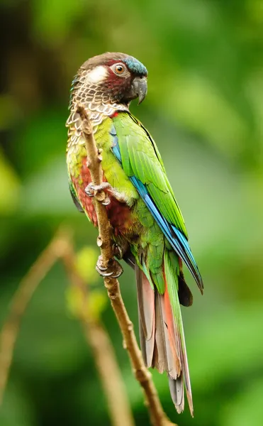Papagáj Stock Fotó