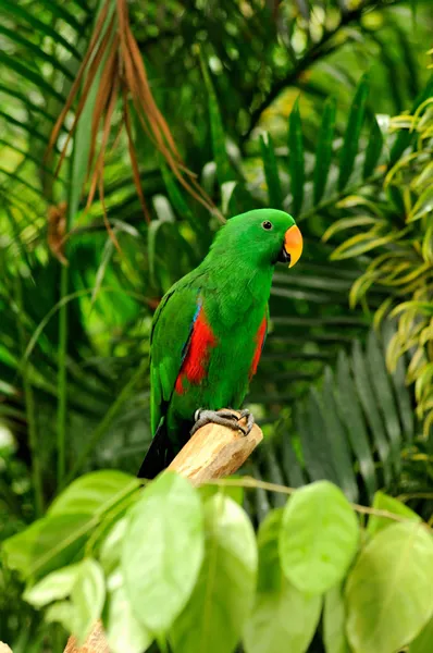 Vackra papegoja Royaltyfria Stockbilder