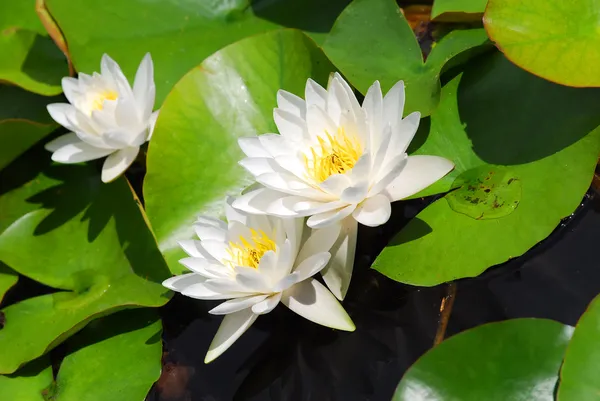 Näckros (lotus) Stockbild