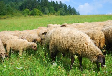 Sheeps on the pasture clipart