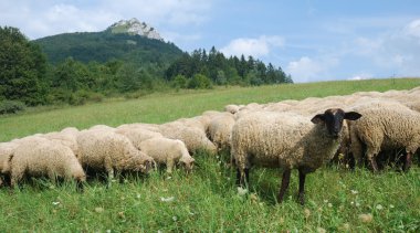 Sheep on the pasture clipart