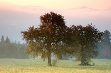 Lonely trees clipart