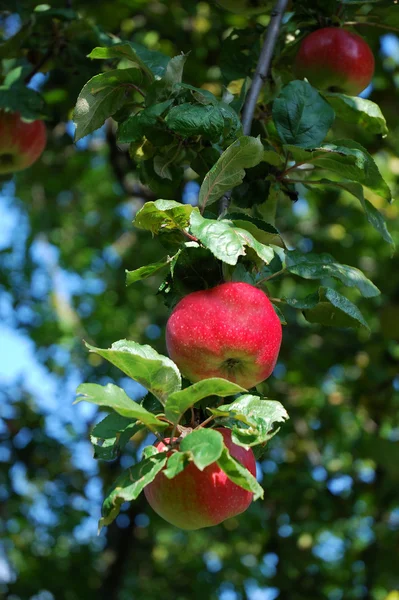 Michigan äpplen — Stockfoto