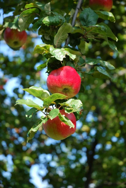 密歇根州苹果 — 图库照片