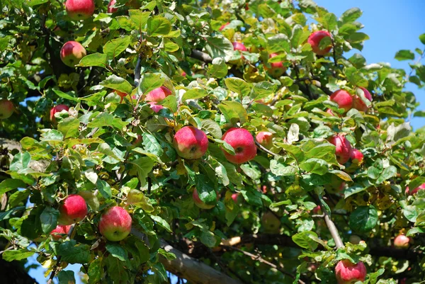 Michigan apples — Stock Photo, Image