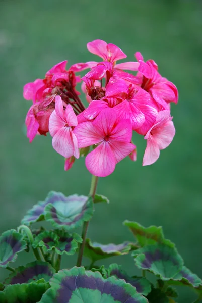 Gerânio rosa — Fotografia de Stock