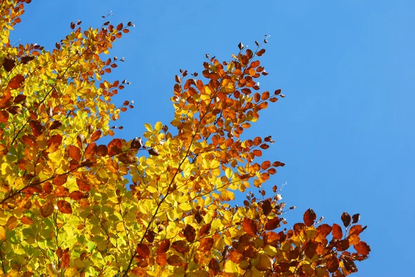 色鮮やかな紅葉 — ストック写真