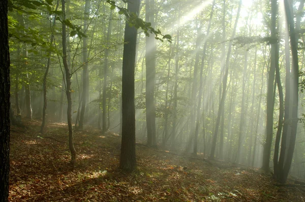 Туман в лісі — стокове фото