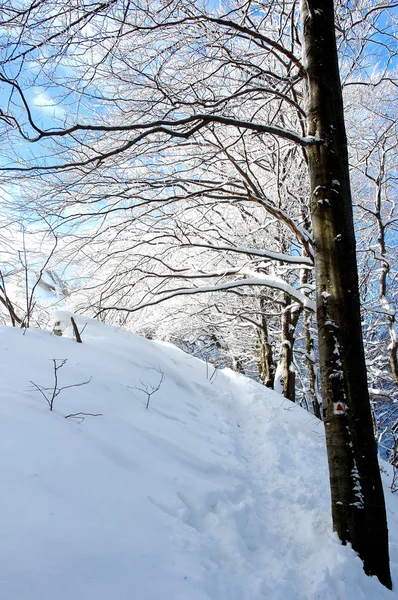 Beyaz kış manzarası — Stok fotoğraf