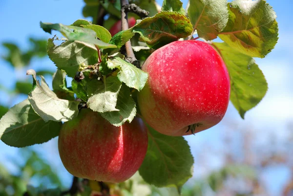 Äppelträd Stockbild