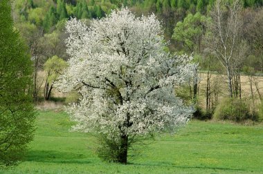 Kiraz Çiçekleri