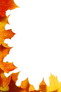 Maple leaves clipart