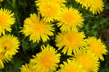 Dandelion medow clipart