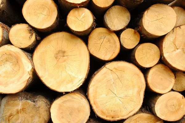 木の店 — ストック写真