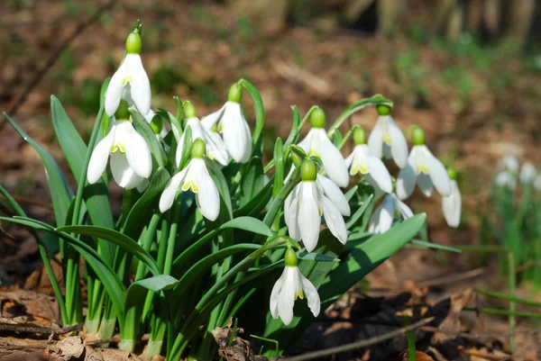 stock image Snowdrops