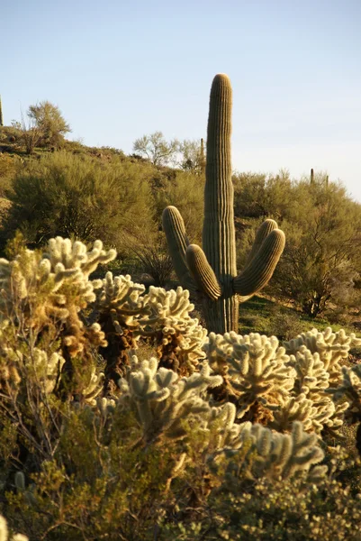 Kaktusy v v Arizoně — Stock fotografie