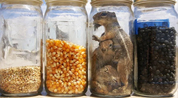 Peacled scoiattoli — Foto Stock