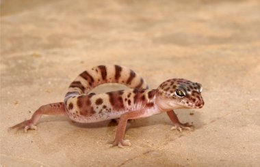 Gecko clipart