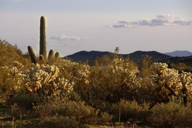 Cacti in in Arizona clipart