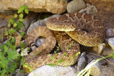 Western Diamondback Rattlesnake clipart