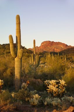 Cacti in in Arizona clipart