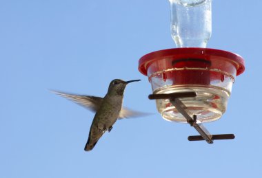 Humming bird by the feeder clipart