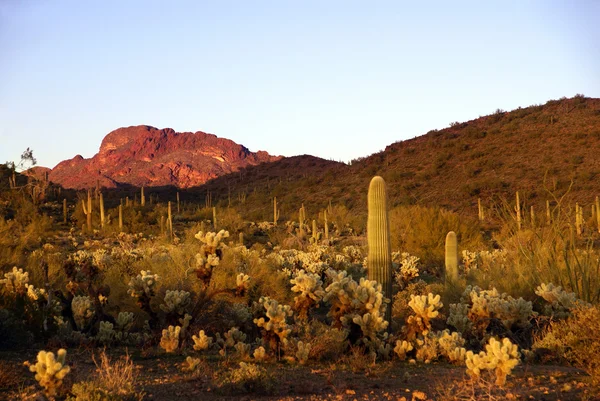 Kaktusy v v Arizoně — Stock fotografie