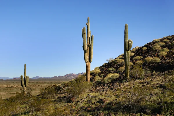 Arizona, seguaro kaktuszok — Stock Fotó