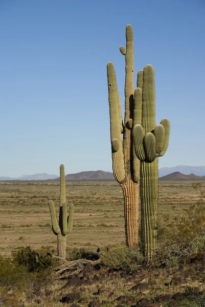 Arizona, seguaro kaktüsler — Stok fotoğraf
