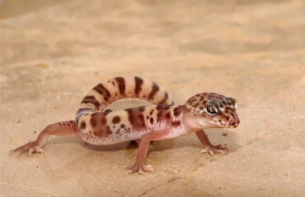 Gecko. Imágenes de stock libres de derechos