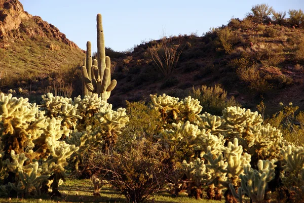 Cacti em Arizona Fotos De Bancos De Imagens